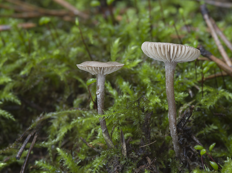 Rhodocybe caelata